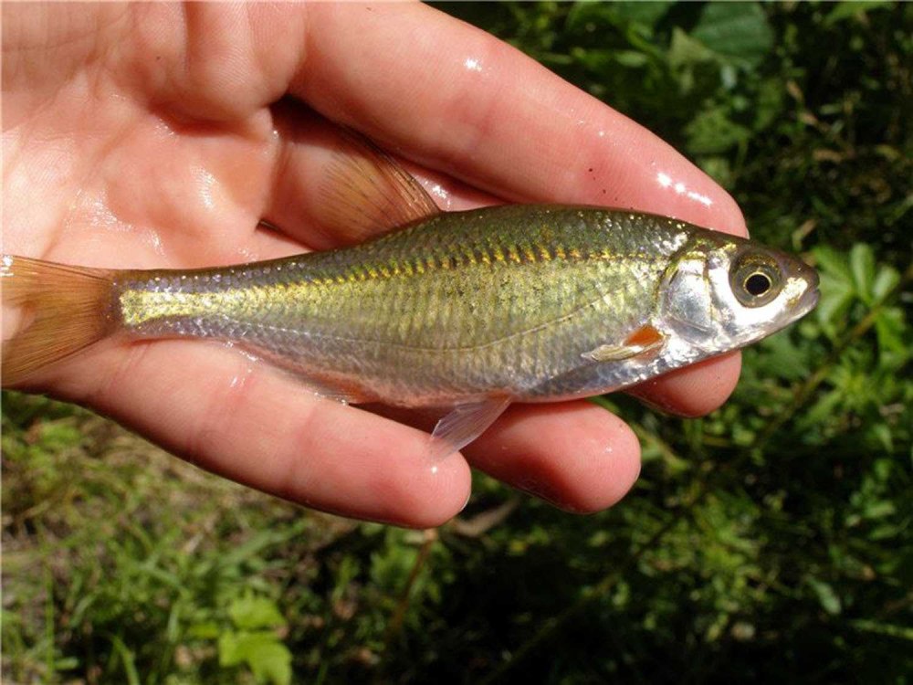 Быстрянка - Alburnoides bipunctatus