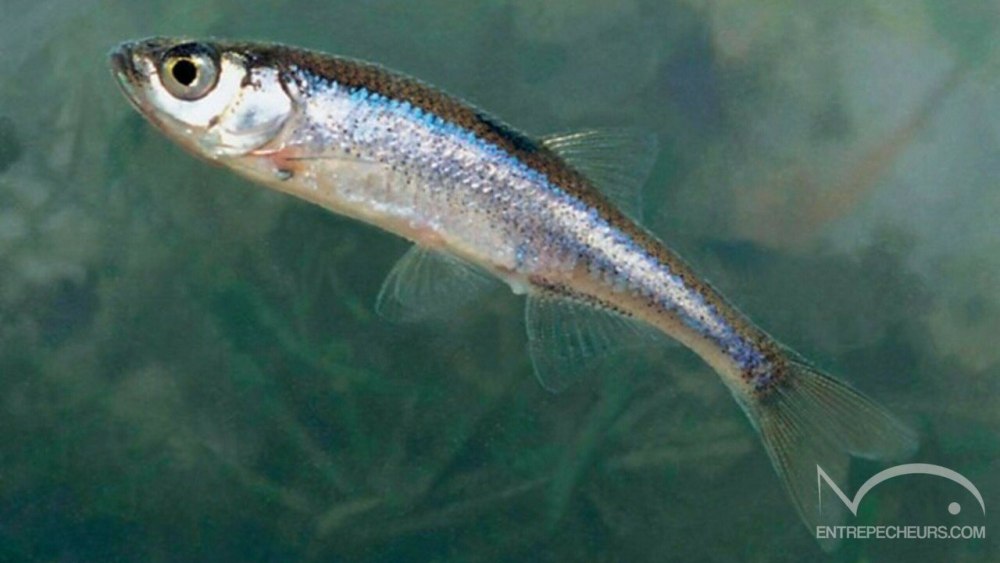 Верховка (Leucaspius delineatus Heckel)