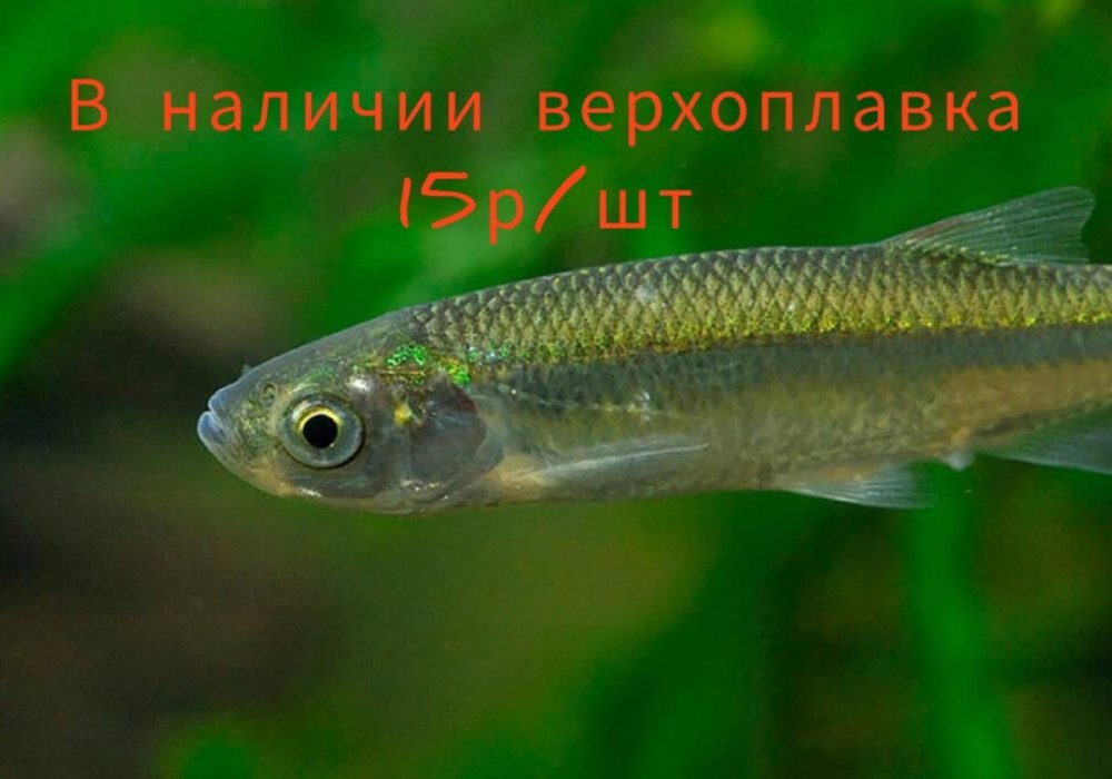 Верховка обыкновенная