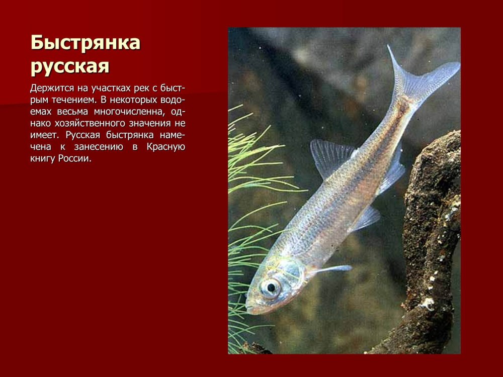 Рыбы Оренбургской области занесенные в красную книгу