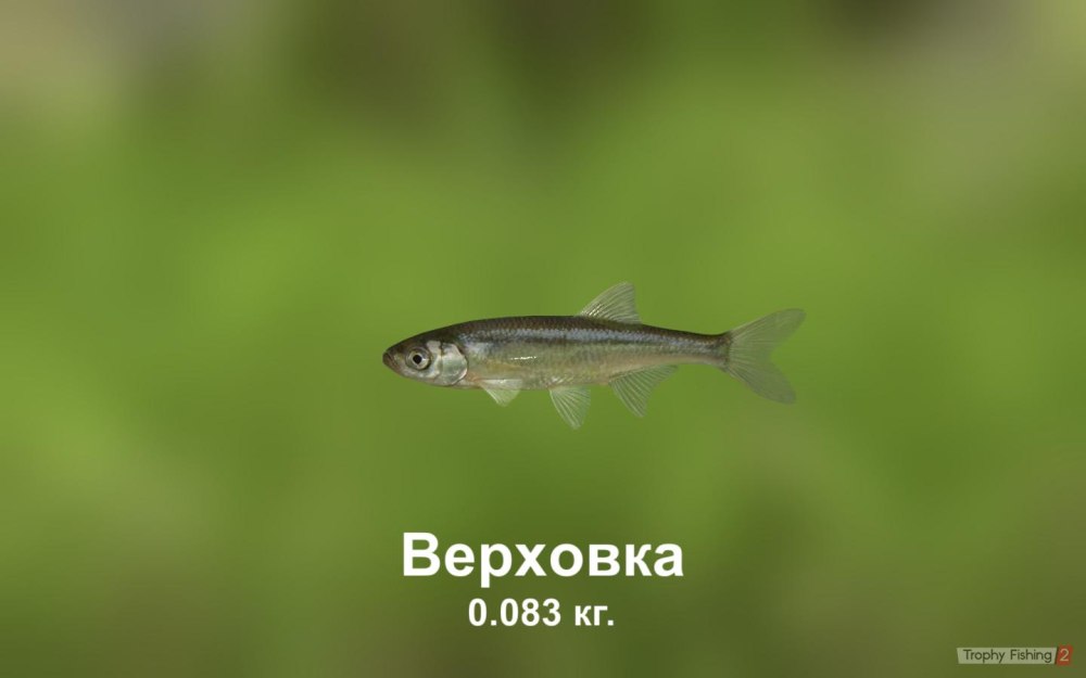 Рыба востробрюшка Уссурийская