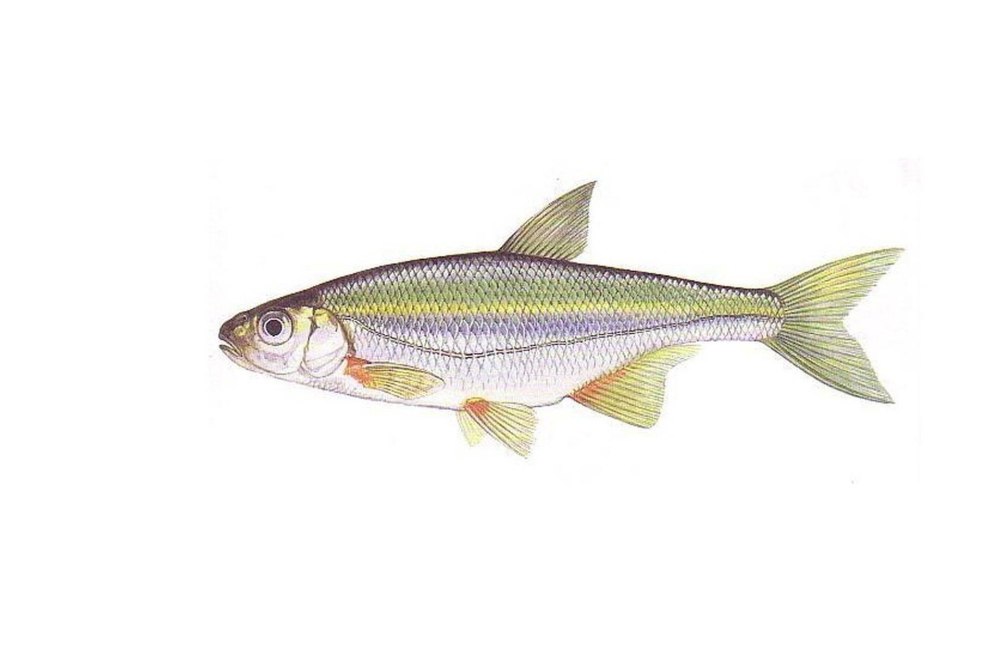 Быстрянка - Alburnoides bipunctatus