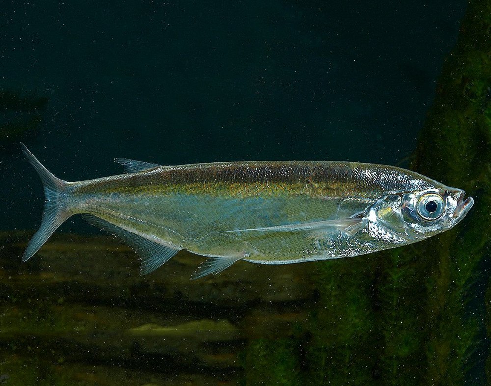 Чехонь Pelecus cultratus