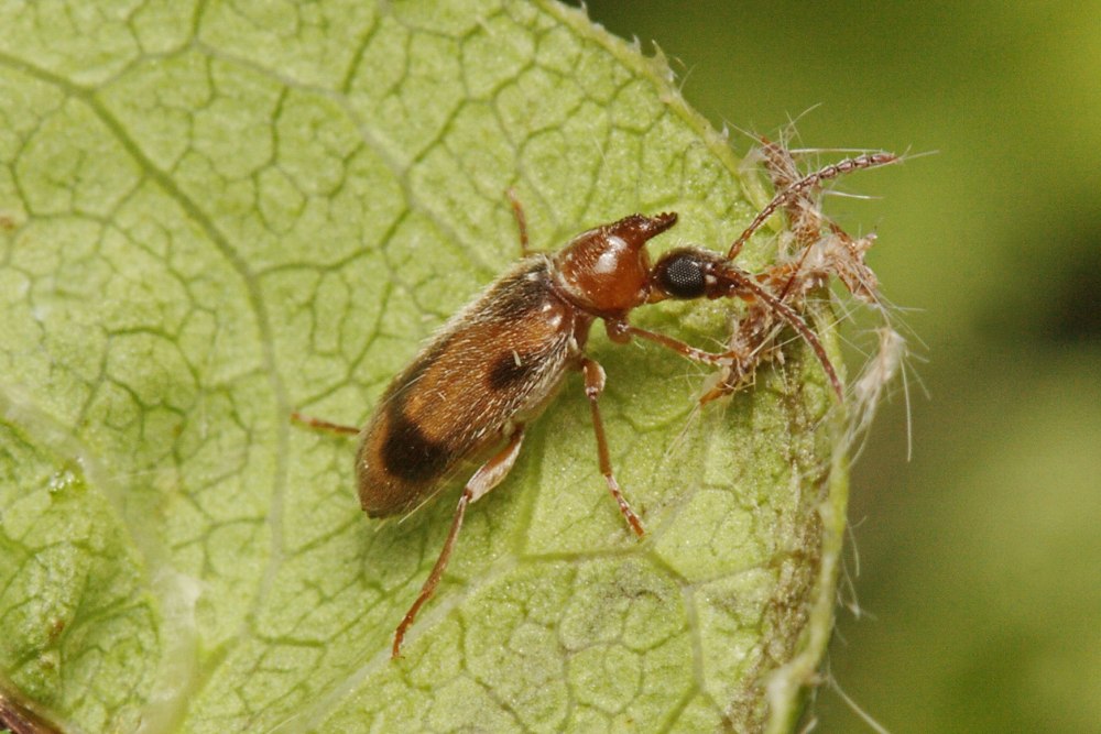 Notoxus Monoceros