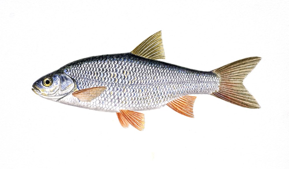 Язь Leuciscus idus