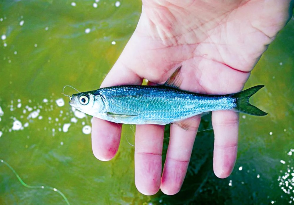 Уклейка Alburnus Alburnus