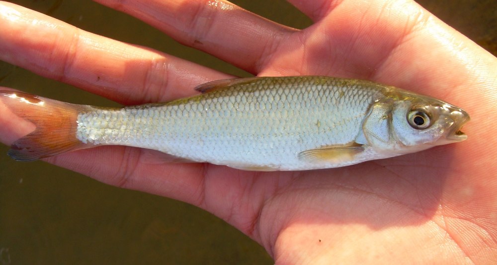Елец Leuciscus Leuciscus