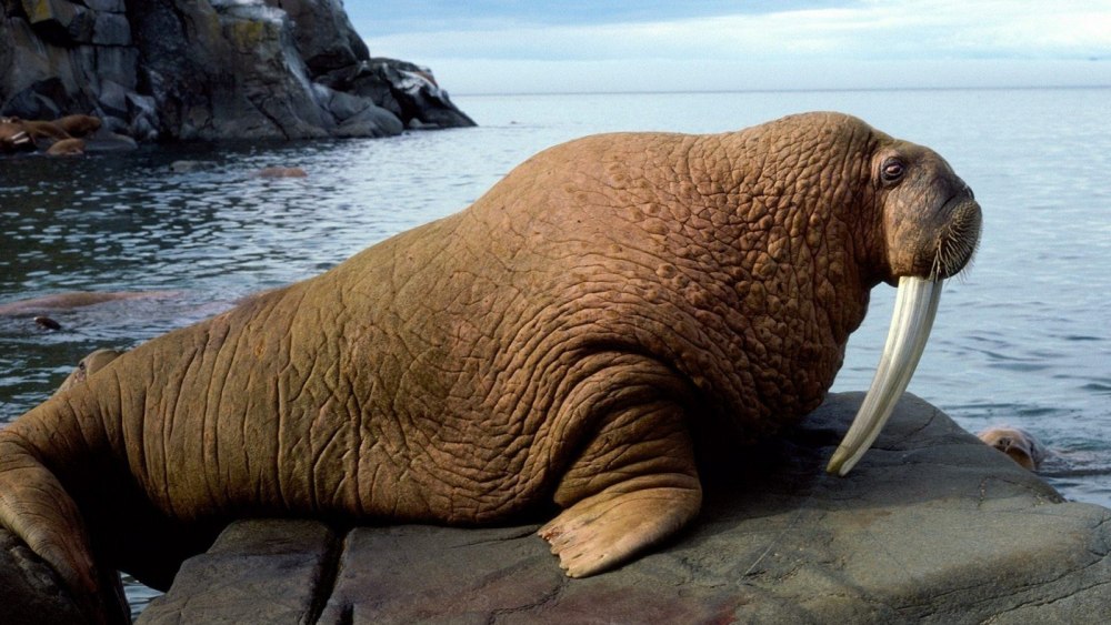 Морж (Odobenus rosmarus)