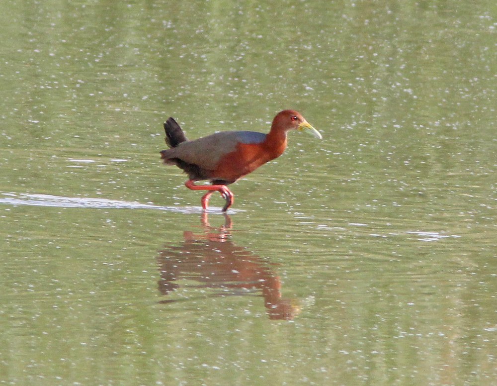 Rufous necked Wood Rail