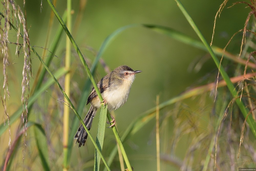 Prinia inornata