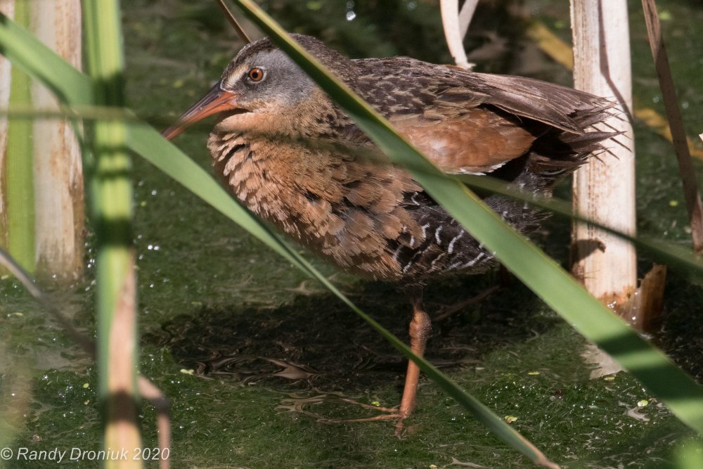 Rallus Limicola Wiki
