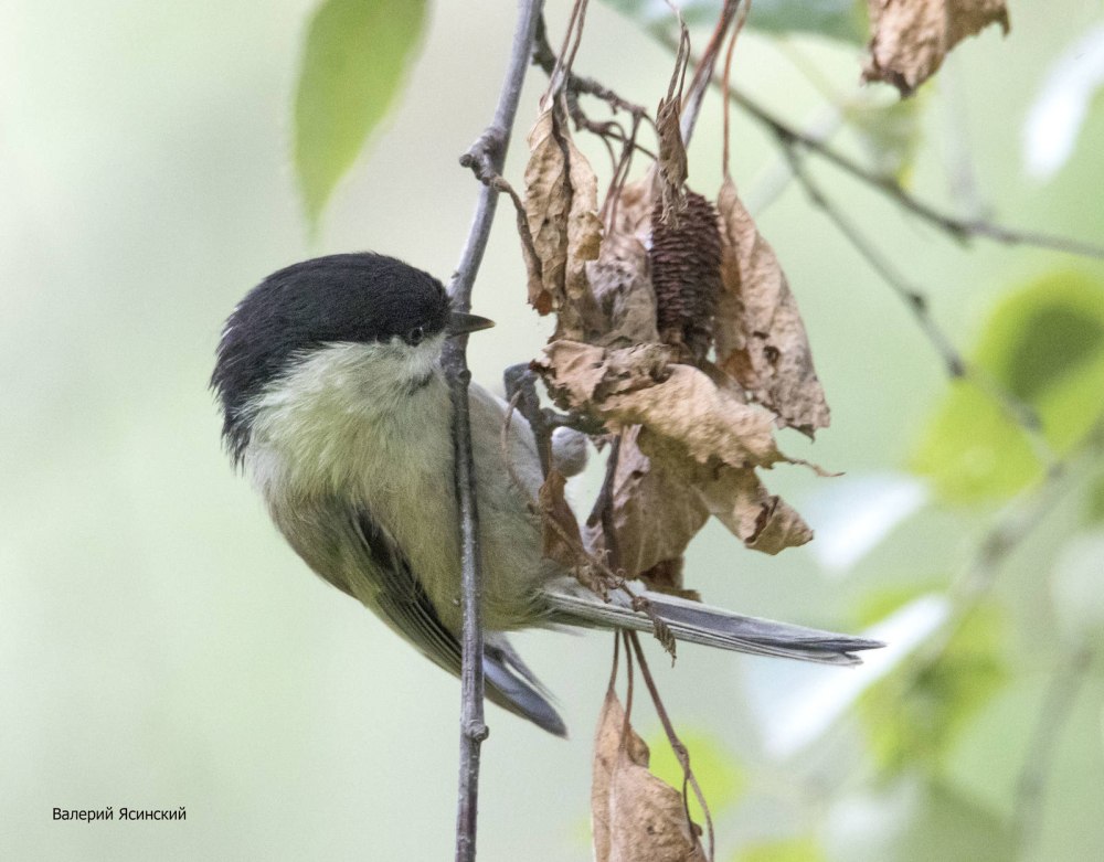 Kumul Bird female
