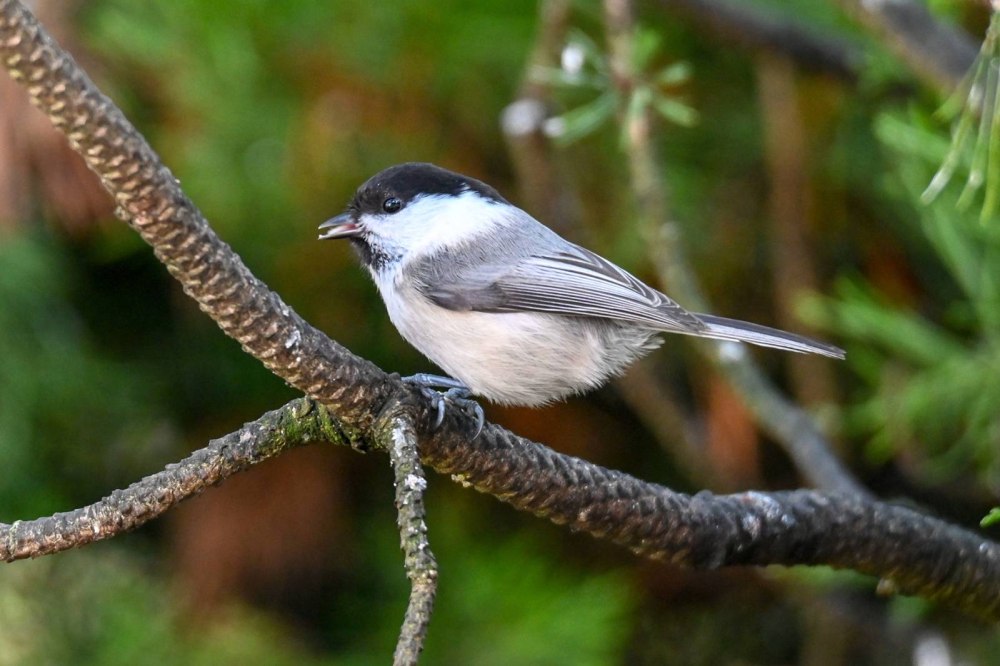 Parus montanus без лицензии Россия