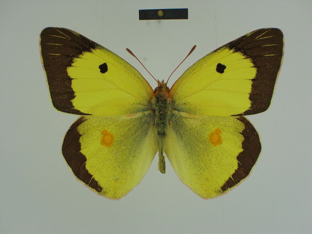 COLIAS fieldii