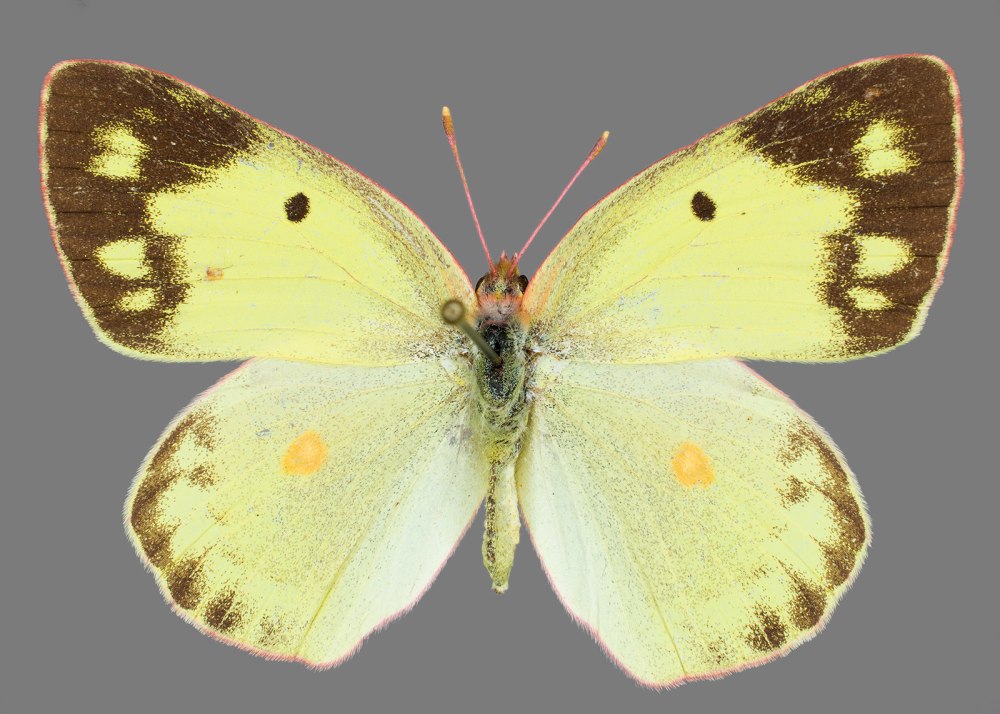COLIAS fieldii