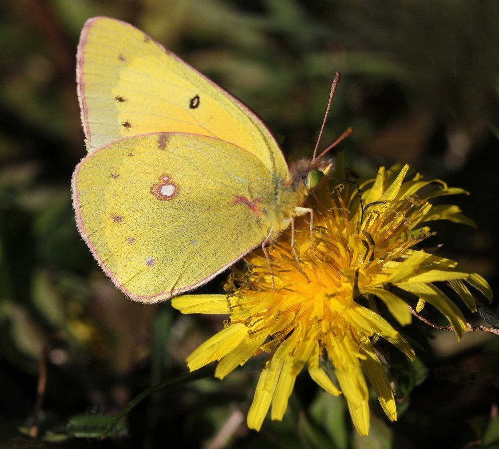 Sulphur Butterfly