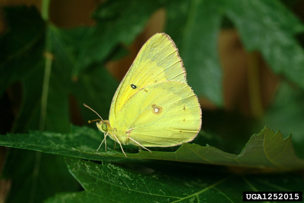 Coliadinae Sulphurs э