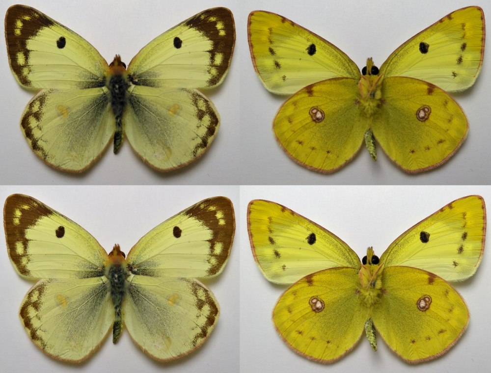 COLIAS hyale (Linnaeus, 1758)