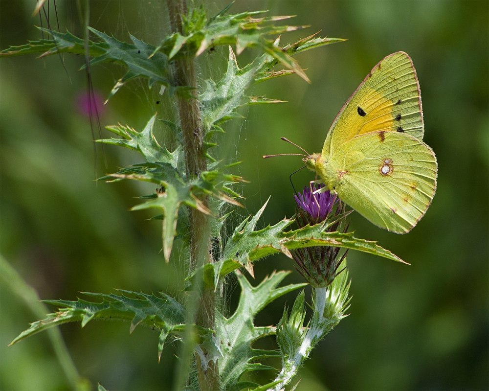 Желтушка Шафрановая COLIAS croceus Fourc. Гусениц