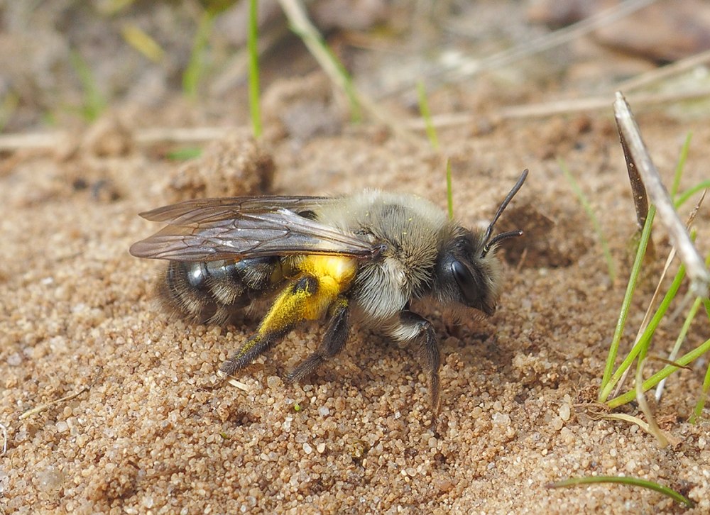 Andrena ovatula