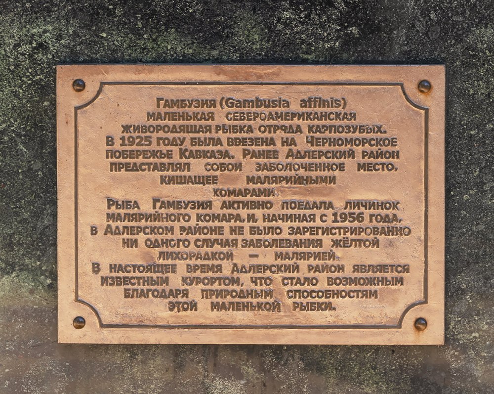 Рыбка гамбузия в Сочи