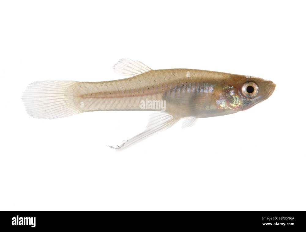Gambusia holbrooki