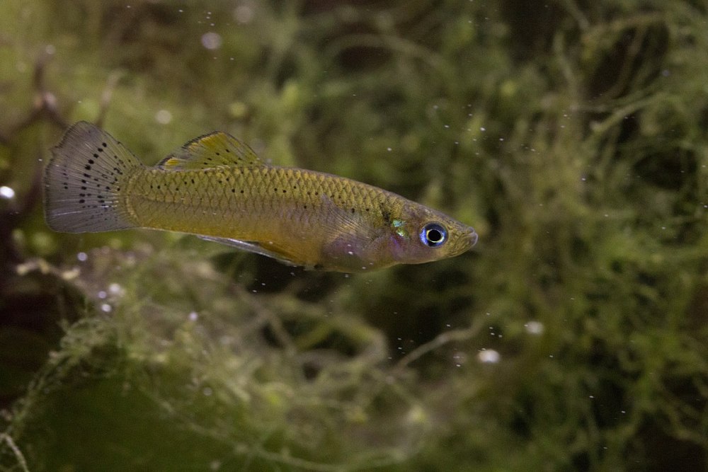 Palaeoplethodon hispaniolae