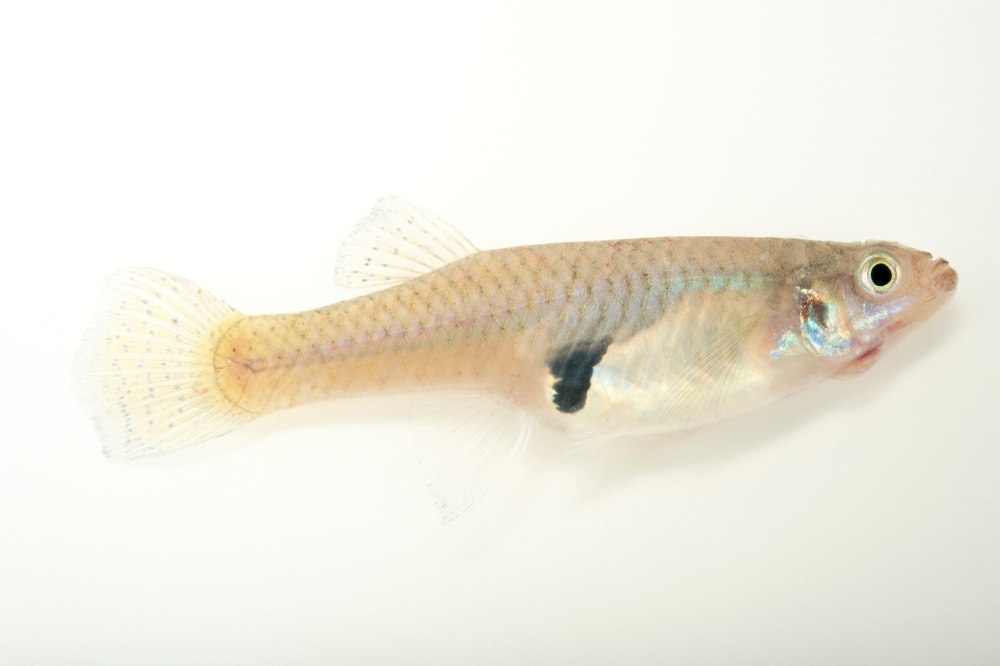 Gambusia holbrooki