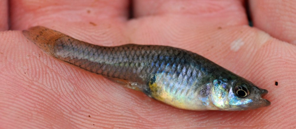 Gambusia affinis