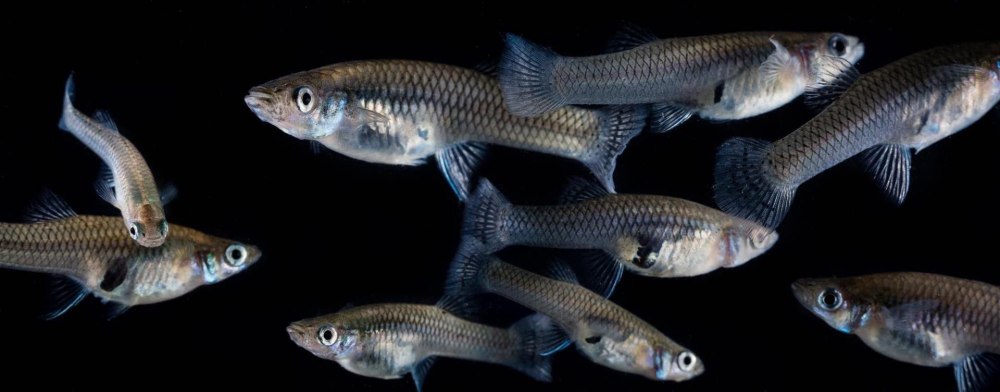 Gambusia affinis
