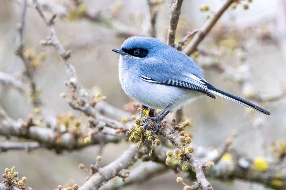 Polioptila lembeyei