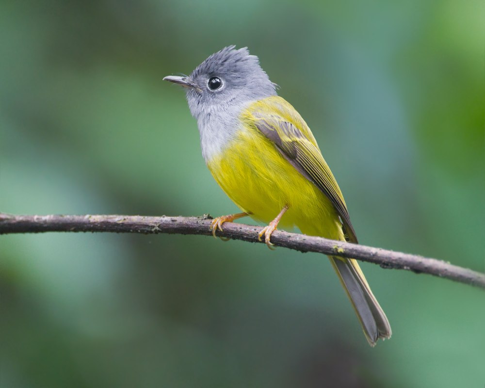 Grey-headed Canary-Flycatcher