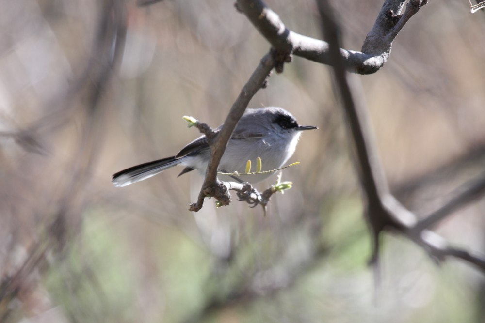 Polioptila melanura