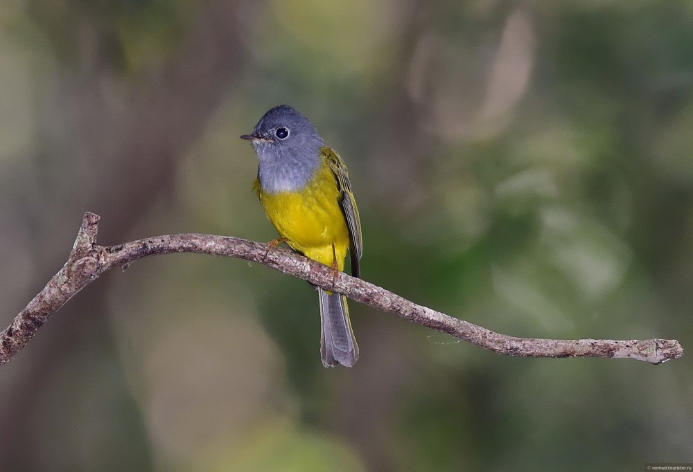 Grey-headed Canary-Flycatcher