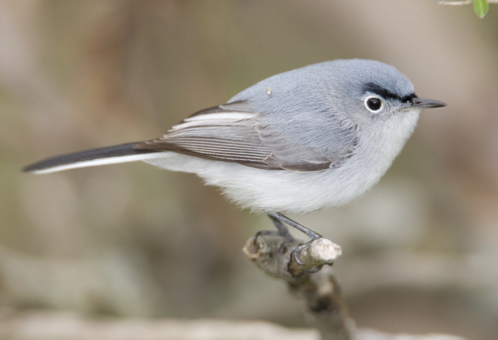 Polioptila caerulea