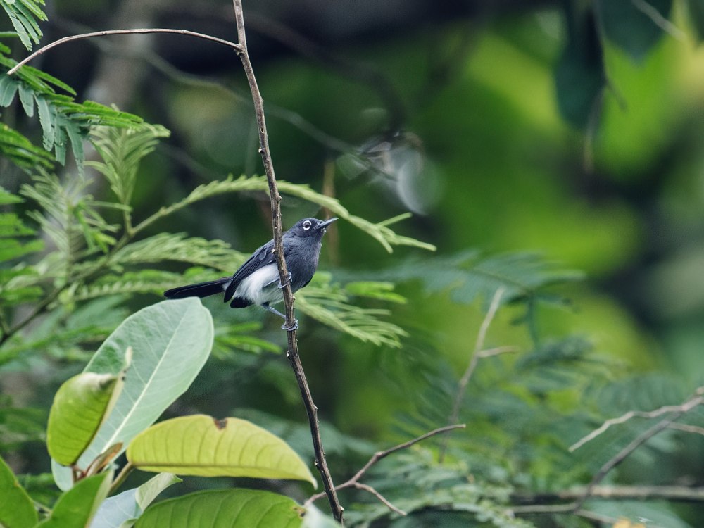 Cuban Gnatcatcher