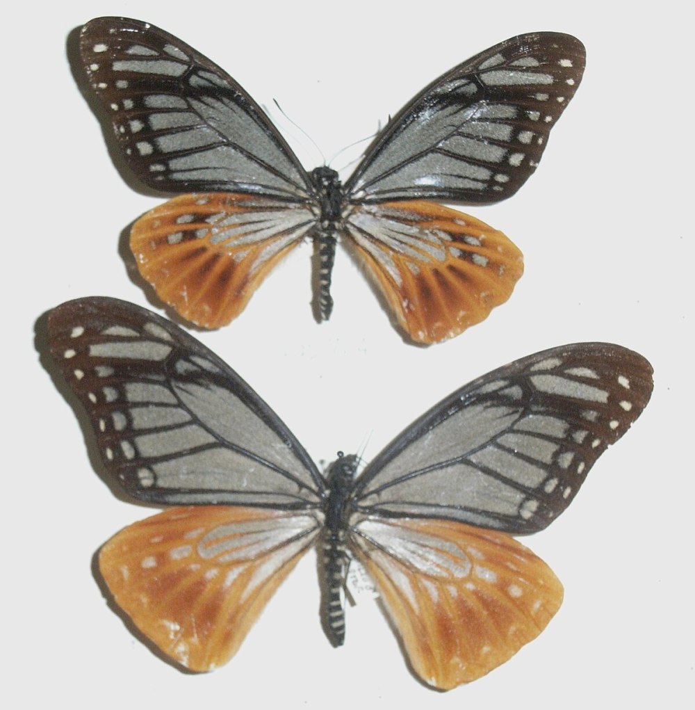 Papilio Veiovis