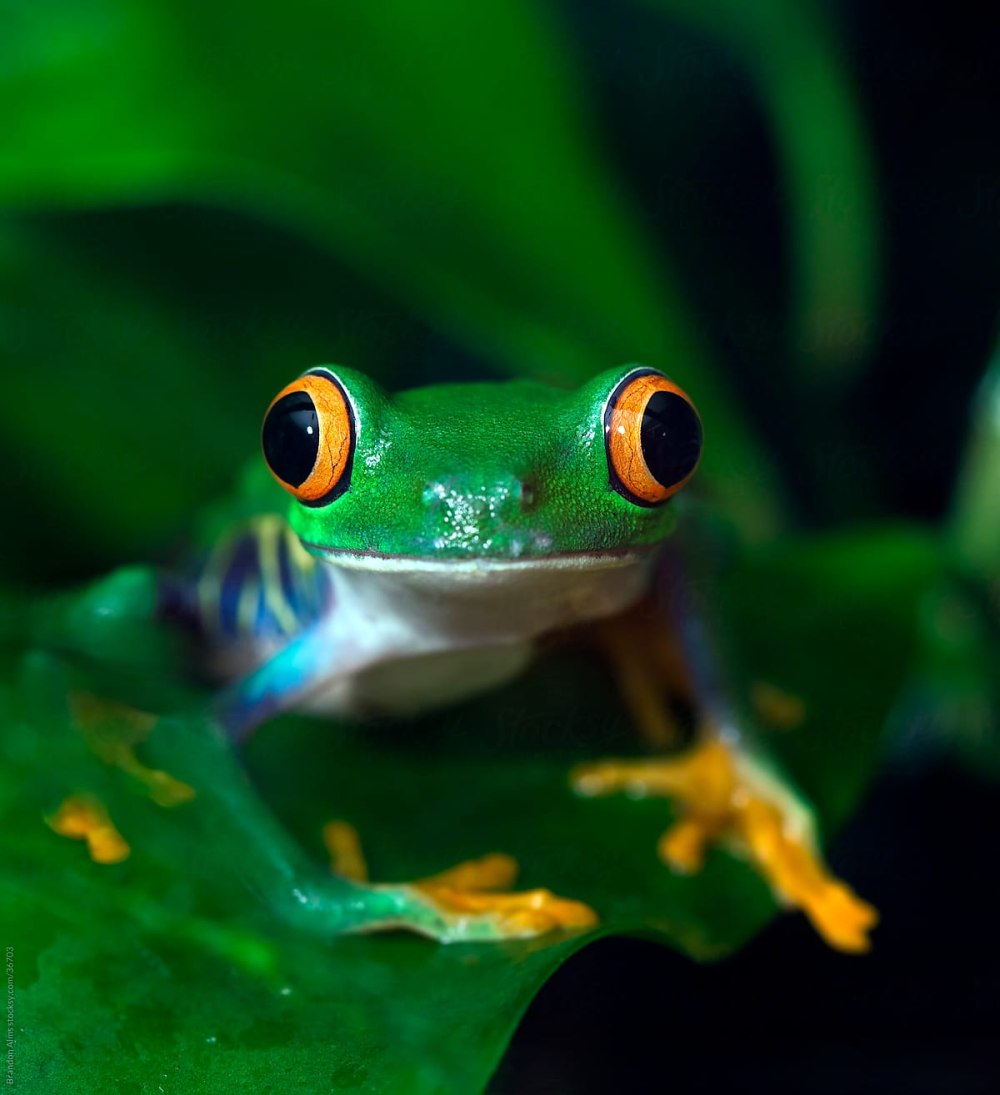 Frog in the Forest