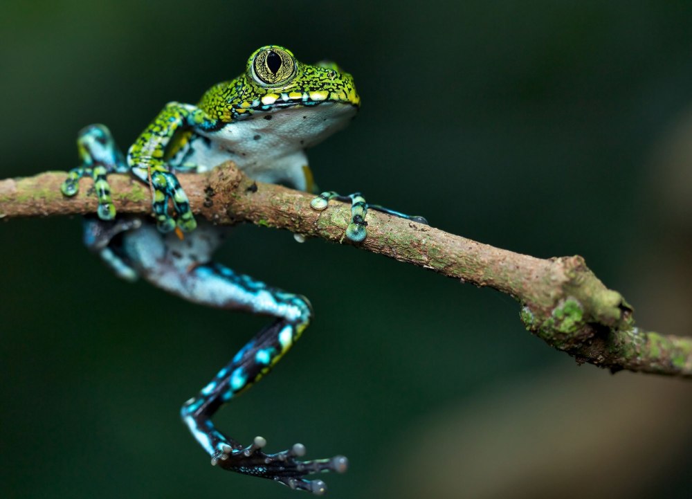 Leptopelis concolor