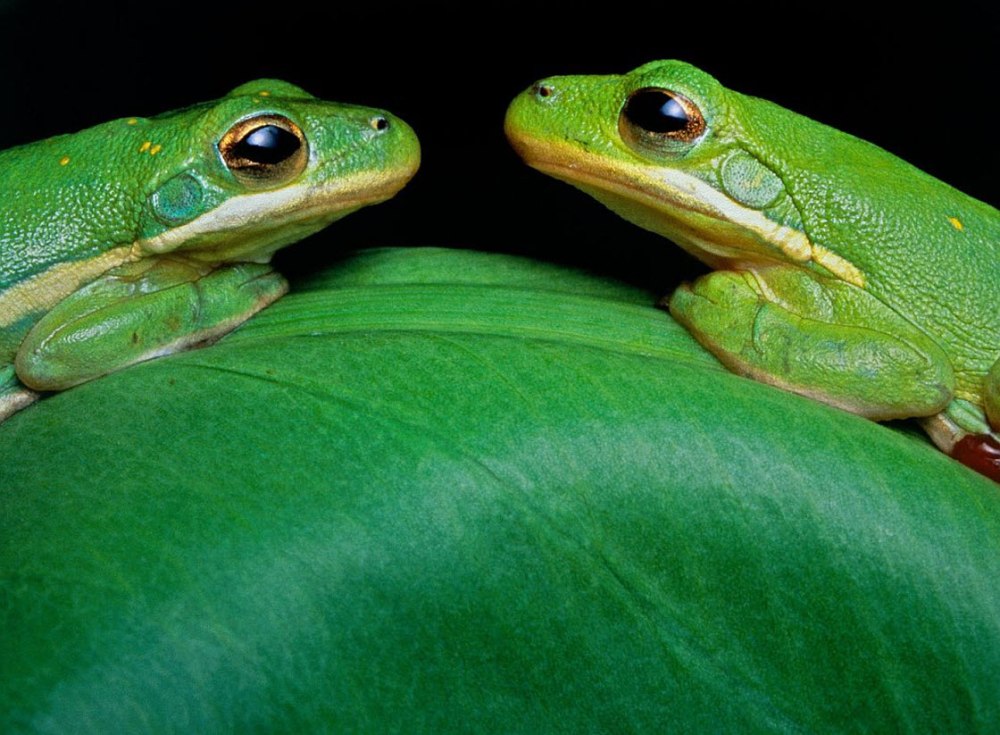 Зеленый цвет