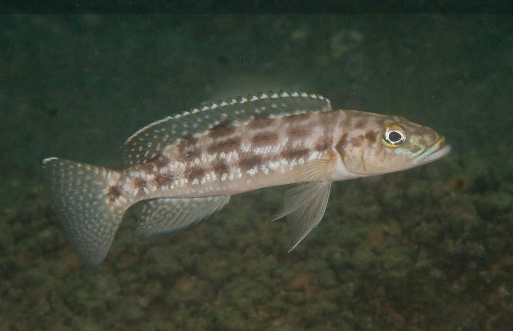 Lepidiolamprologus attenuatus