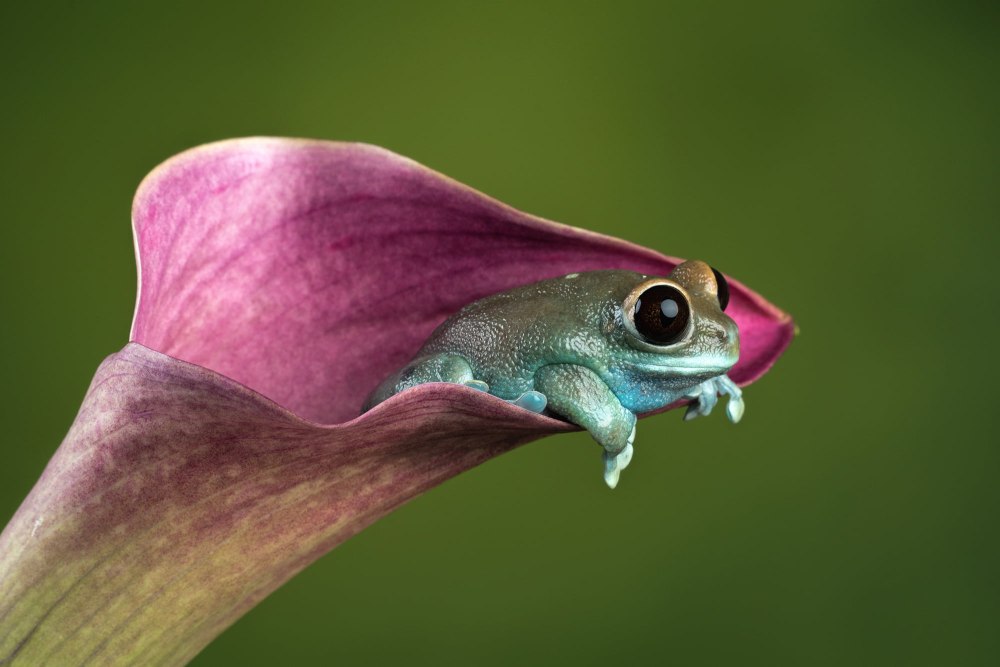 Purple иллюстр Frog