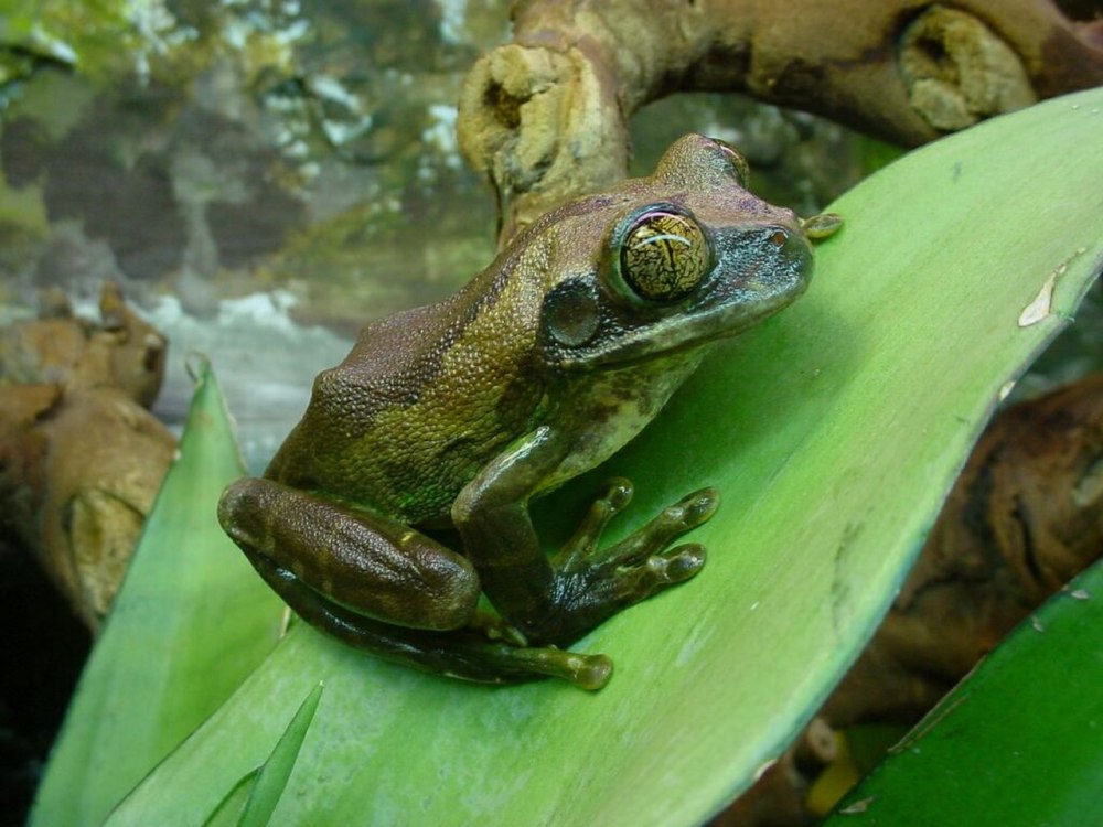Leptopelis vermiculatus