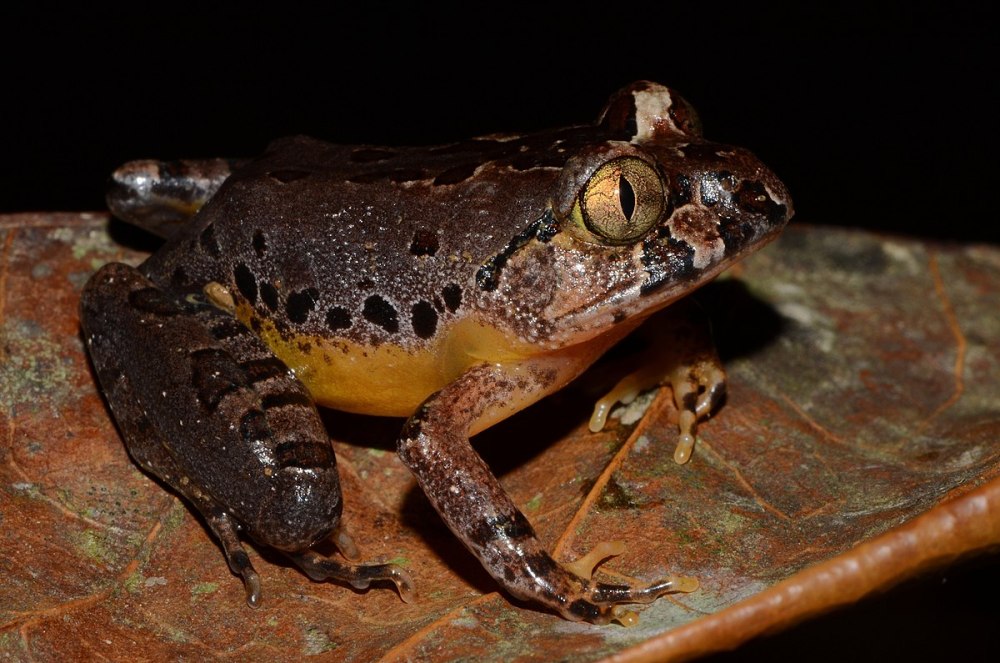 Gyriosomus Batesi