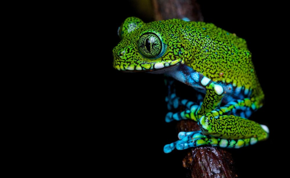 Leptopelis vermiculatus