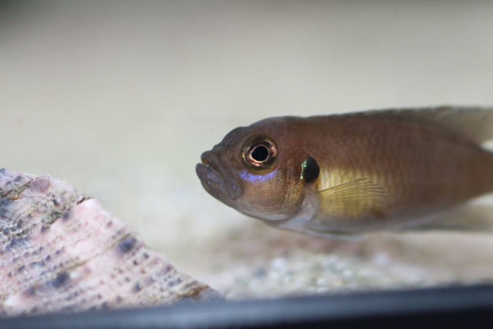 – Lamprologus (Neolamprologus) Brevis