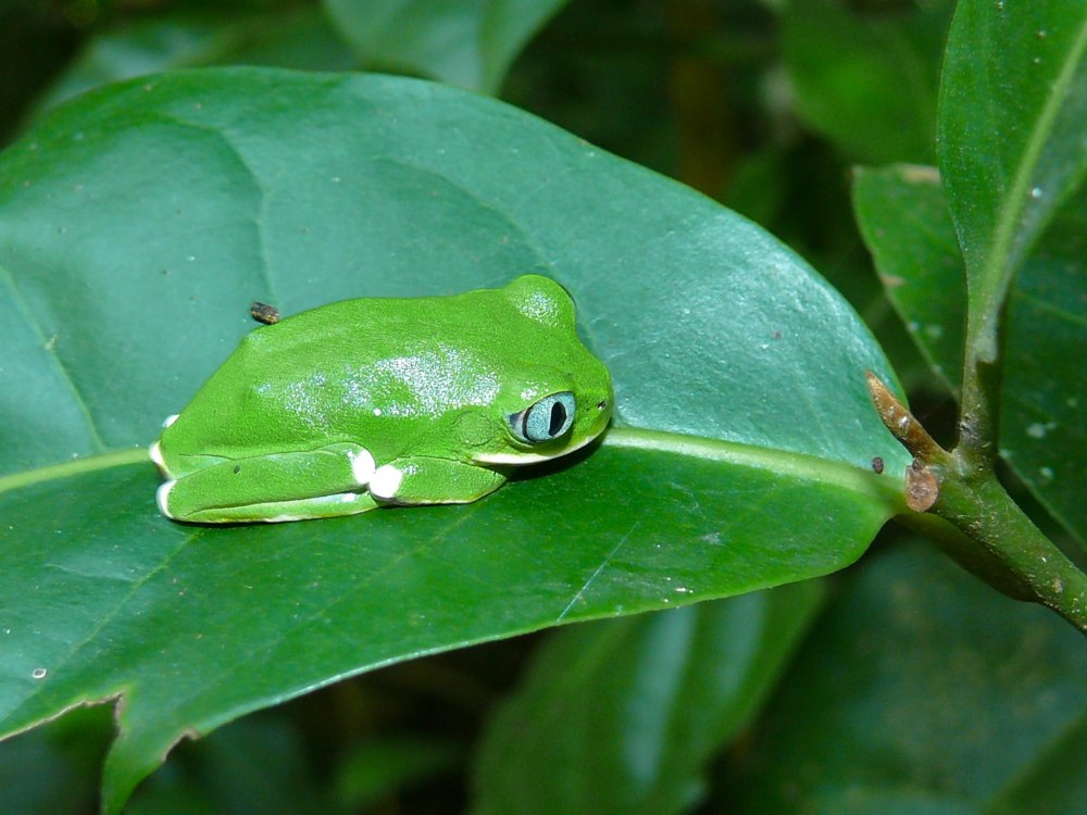 Leptopelis concolor