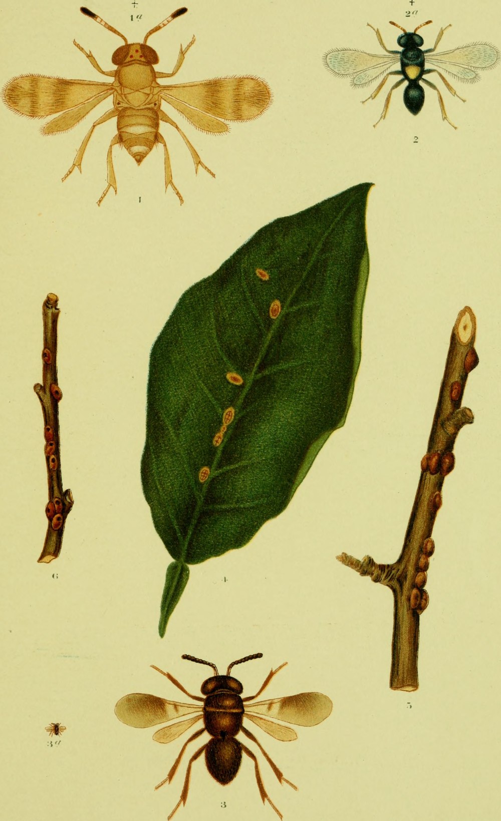 Aphelinidae p. tumidiscapus