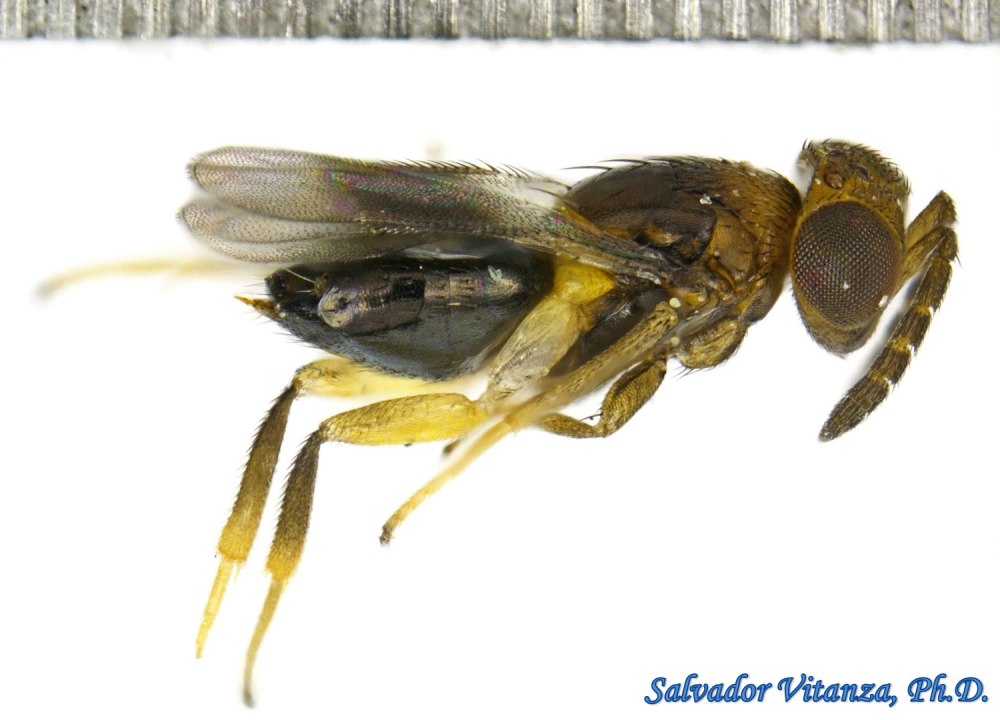 Афелиниды (сем. Aphelinidae).