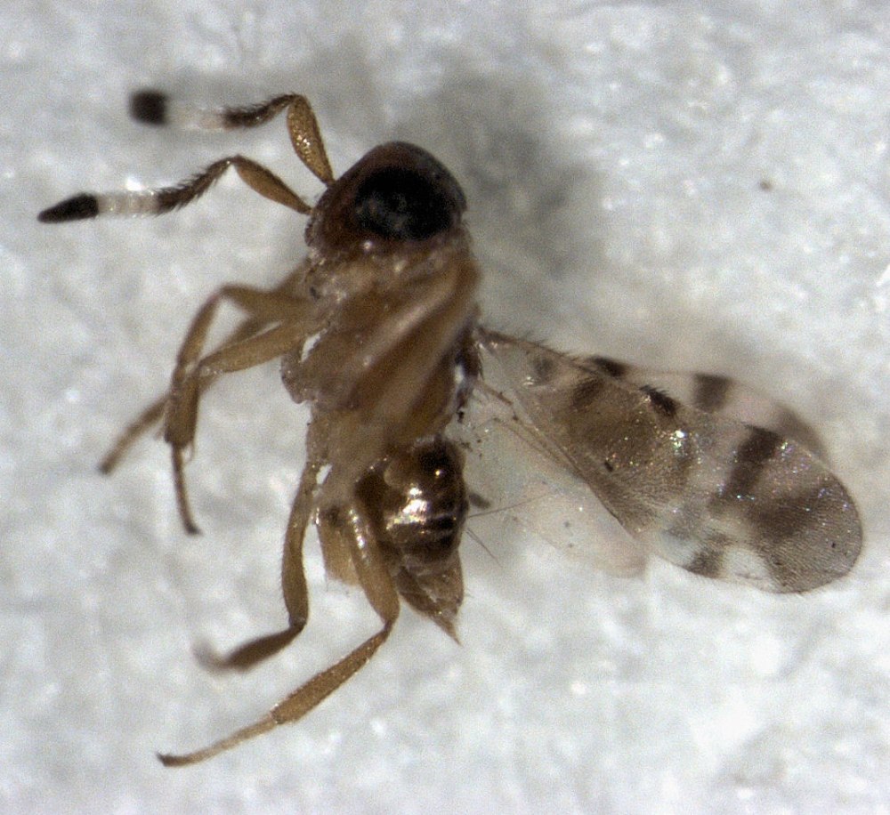 MICROTERYS clauseni